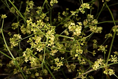 APII jpeg image of Asperula gemella  © contact APII
