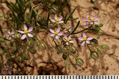 APII jpeg image of Spergularia diandra  © contact APII