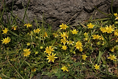 APII jpeg image of Ranunculus diminutus  © contact APII