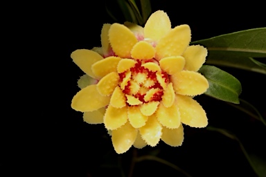 APII jpeg image of Eupomatia bennettii  © contact APII
