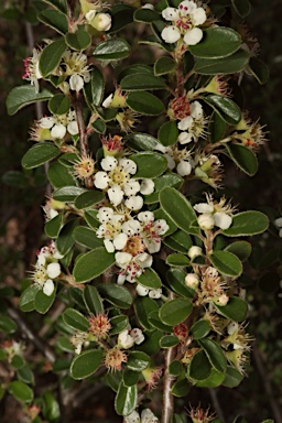 APII jpeg image of Cotoneaster rotundifolius  © contact APII
