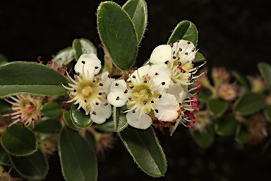 APII jpeg image of Cotoneaster rotundifolius  © contact APII