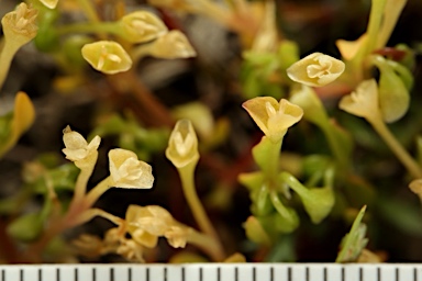 APII jpeg image of Montia fontana subsp. chondrosperma  © contact APII