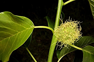 APII jpeg image of Maclura pomifera  © contact APII