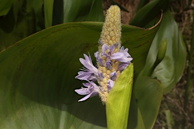 APII jpeg image of Pontederia cordata  © contact APII