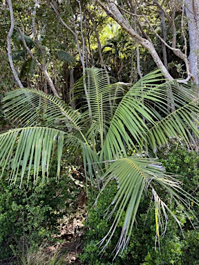 APII jpeg image of Howea forsteriana  © contact APII