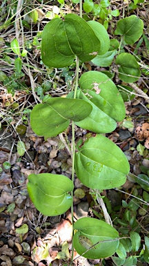 APII jpeg image of Smilax australis  © contact APII