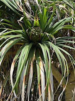 APII jpeg image of Pandanus forsteri  © contact APII
