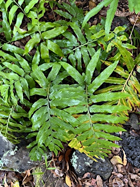 APII jpeg image of Asplenium milnei  © contact APII