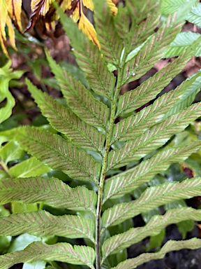 APII jpeg image of Asplenium milnei  © contact APII