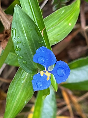 APII jpeg image of Commelina cyanea  © contact APII