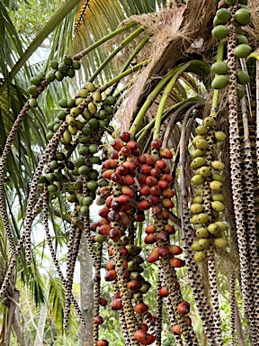 APII jpeg image of Howea forsteriana  © contact APII
