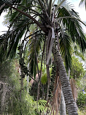APII jpeg image of Howea belmoreana  © contact APII