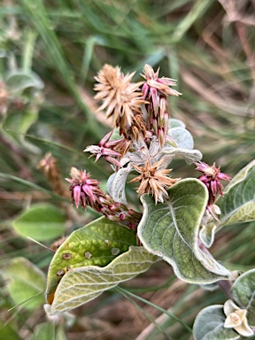 APII jpeg image of Achyranthes aspera  © contact APII