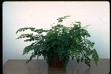 APII jpeg image of Adiantum aethiopicum  © contact APII