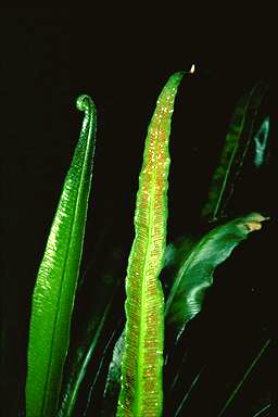 APII jpeg image of Asplenium simplicifrons  © contact APII