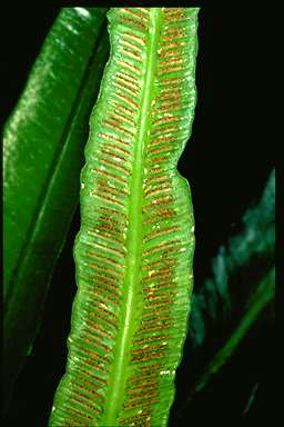 APII jpeg image of Asplenium simplicifrons  © contact APII