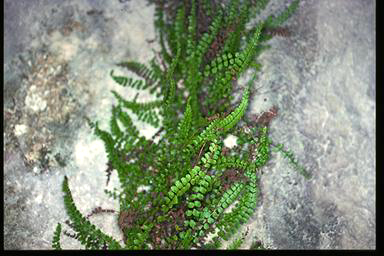 APII jpeg image of Asplenium trichomanes  © contact APII