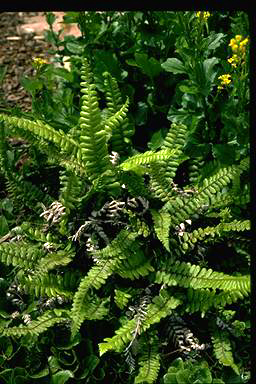 APII jpeg image of Blechnum fluvaitile  © contact APII