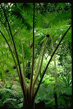 APII jpeg image of Cyathea brownii  © contact APII