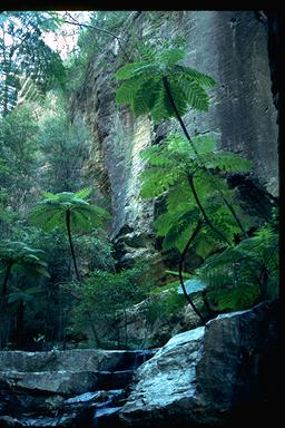 APII jpeg image of Cyathea cooperi  © contact APII