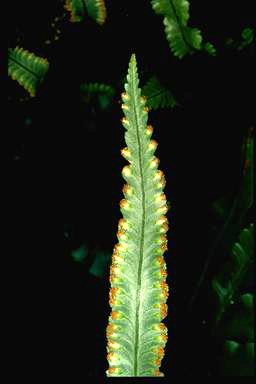 APII jpeg image of Davallia pentaphylla  © contact APII