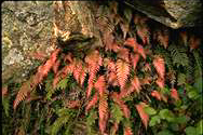 Doodia aspera