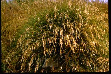 APII jpeg image of Poa costiniana  © contact APII