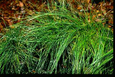 APII jpeg image of Poa sieberiana  © contact APII