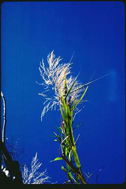 APII jpeg image of Phragmites karka  © contact APII