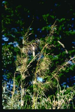 APII jpeg image of Austrostipa verticilata  © contact APII