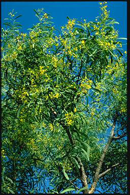 APII jpeg image of Acacia hemignosta  © contact APII