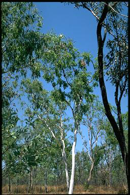 APII jpeg image of Corymbia bella  © contact APII