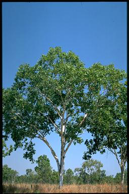 APII jpeg image of Corymbia grandifolia  © contact APII