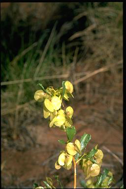 APII jpeg image of Dodonaea coriacea  © contact APII
