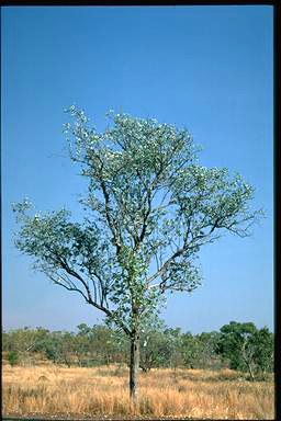 APII jpeg image of Eucalyptus pruinosa  © contact APII