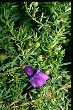 APII jpeg image of Eremophila macdonnellii  © contact APII