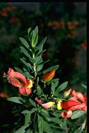Eremophila maculata - click for larger image