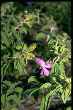 APII jpeg image of Eremophila ovata  © contact APII