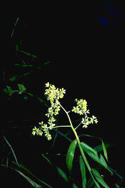 APII jpeg image of Flagellaria indica  © contact APII