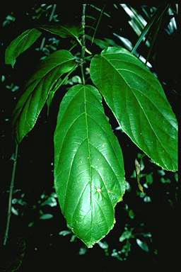 APII jpeg image of Ficus hispida  © contact APII