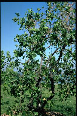 APII jpeg image of Ficus opposita  © contact APII