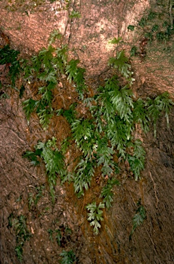 APII jpeg image of Hymenophyllum flabellatum  © contact APII