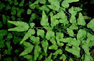 Lygodium reticulatum