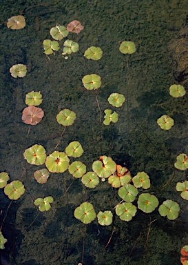 APII jpeg image of Marsilea drummondii  © contact APII