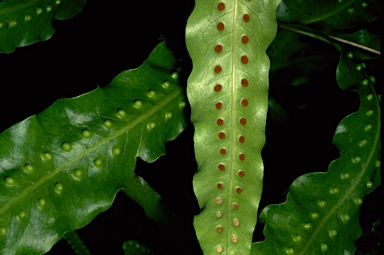 APII jpeg image of Microsoum membranifolium  © contact APII