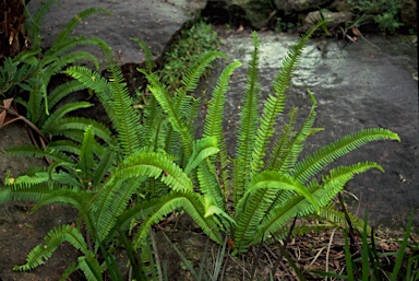 APII jpeg image of Nephrolepis cordifolia  © contact APII