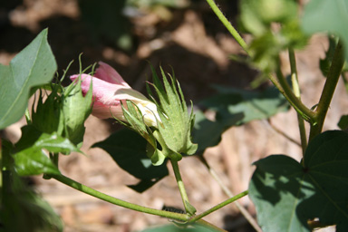 APII jpeg image of Gossypium hirsutum  © contact APII