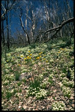 APII jpeg image of Stellaria pungens,<br/>Craspedia  © contact APII