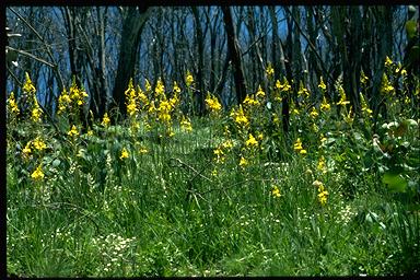 APII jpeg image of Bulbine glauca  © contact APII